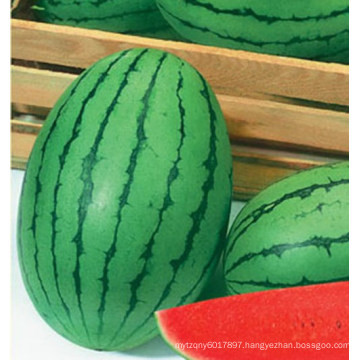 HW22 Gamju small oval green F1 hybrid watermelon seeds in vegetable seeds